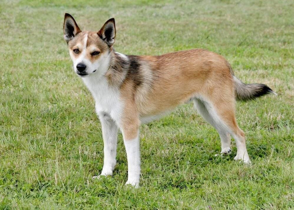 #1. Norwegian Lundehunds